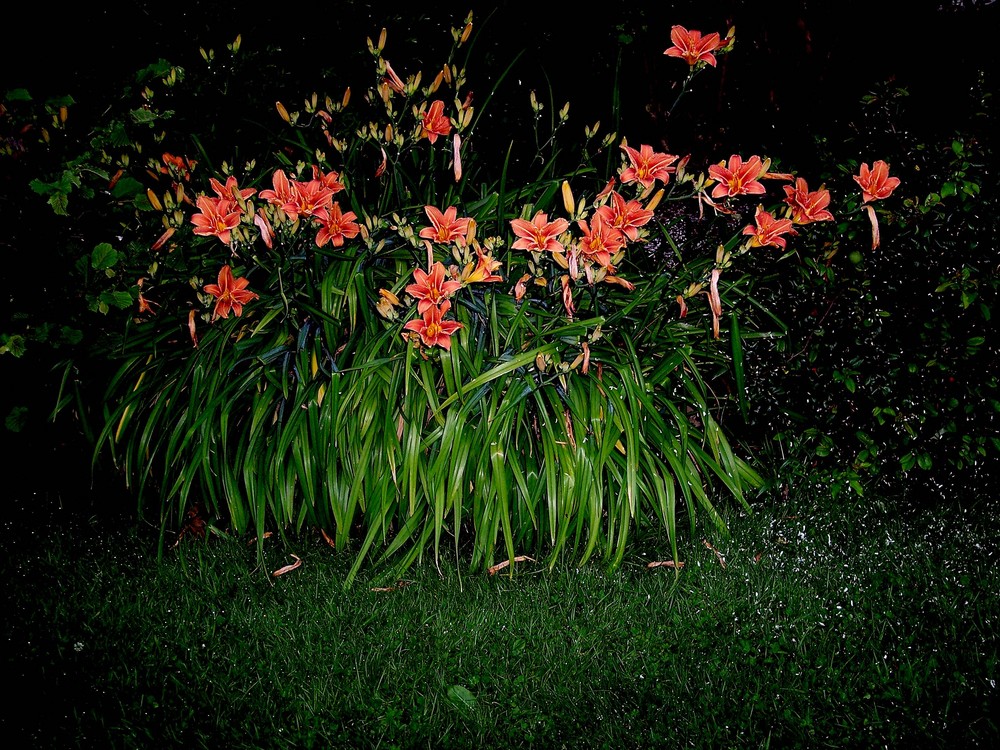 Bouquet d'hémérocalles de nuit