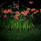 Bouquet d'hémérocalles de nuit