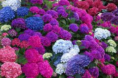 Bouquet d'hortensias