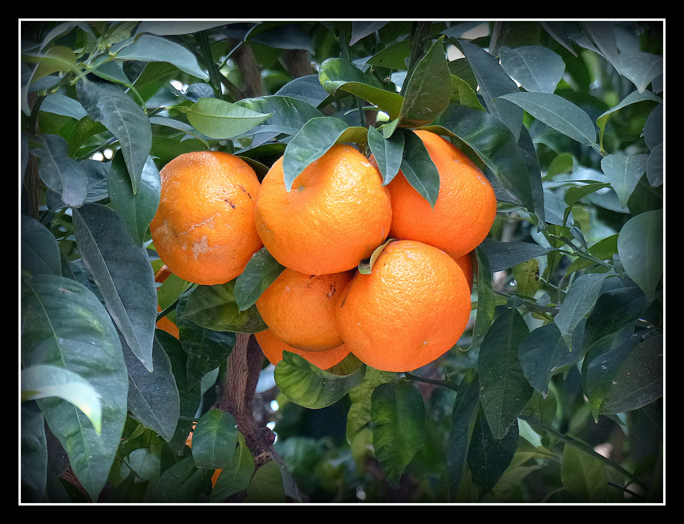 BOUQUET - D'ORANGES