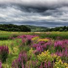 Bouquet du Morvan....version 2