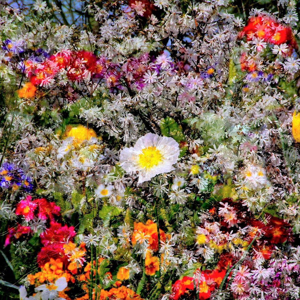 Bouquet fleuri