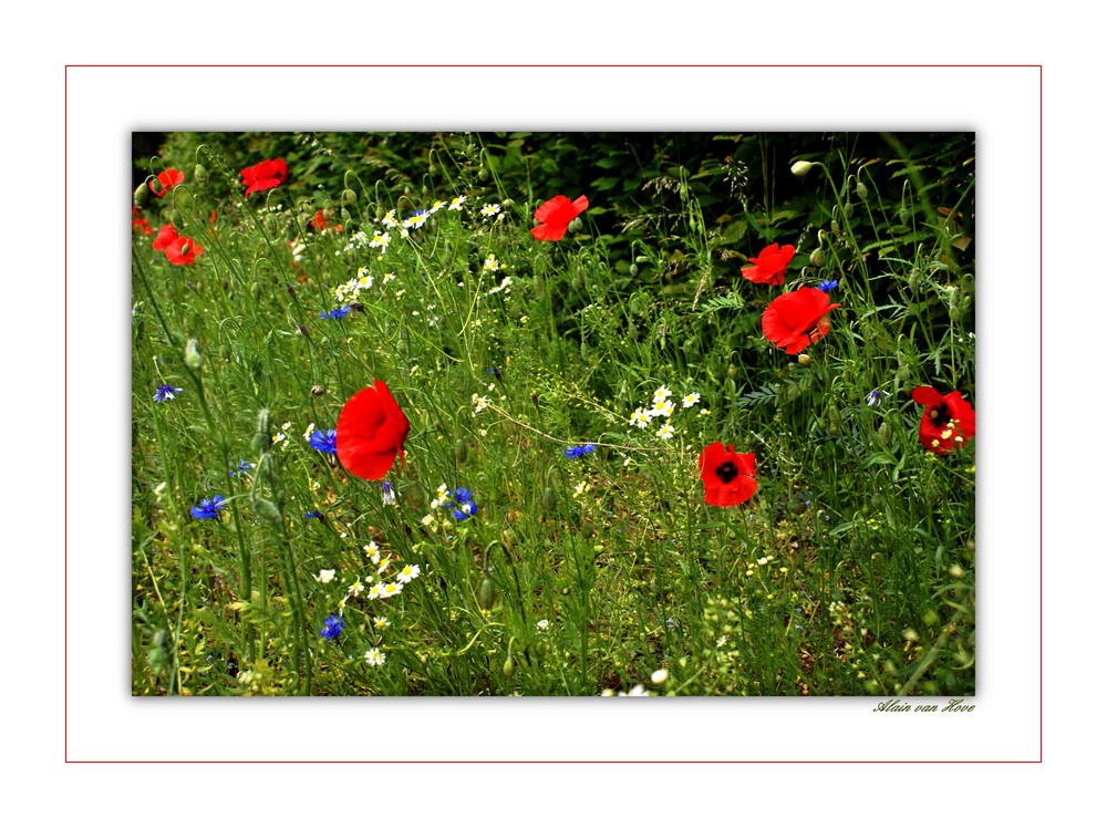 Bouquet floral...