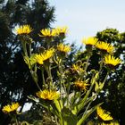 Bouquet jaune 