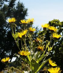 Bouquet jaune 