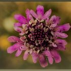 Bouquet mit Bokeh