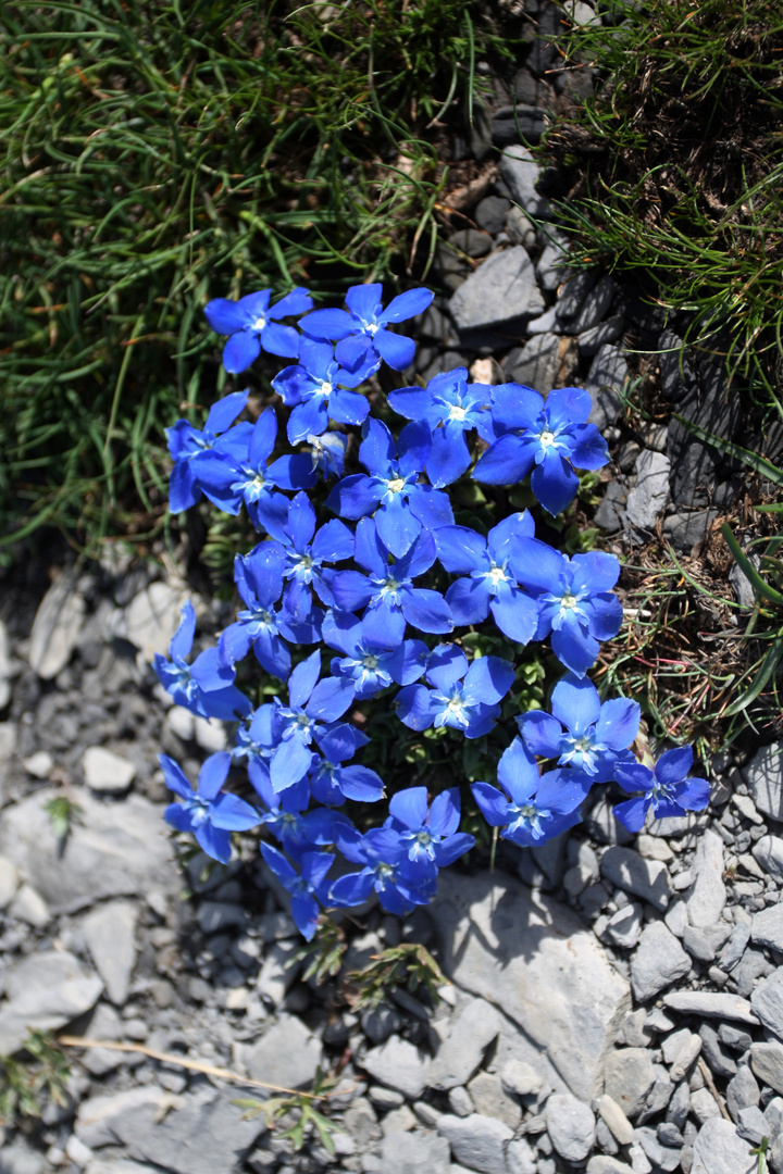 Bouquet montagnard