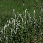 Bouquet Naturel