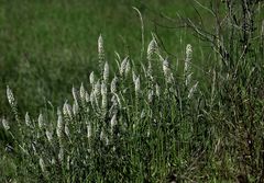 Bouquet Naturel