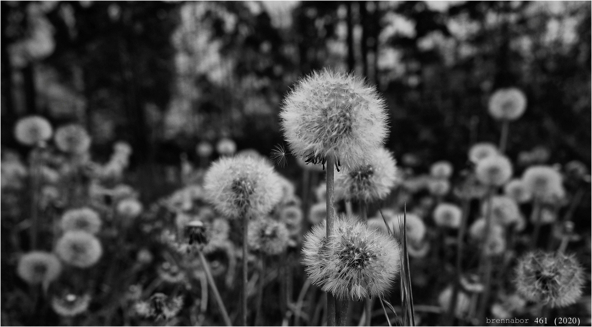 Bouquet oder Bokeh ???