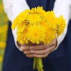 Bouquet of bright yellow dandelions.