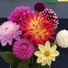 Bouquet of Dahlia's