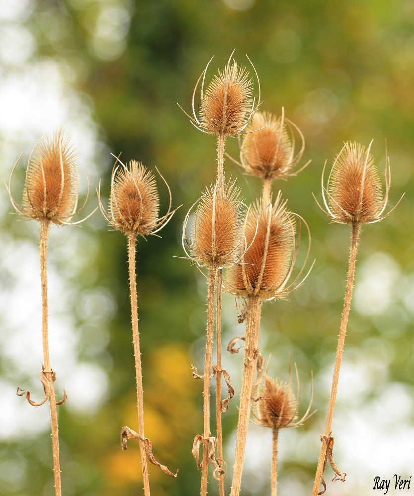 bouquet piquant