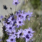 * bouquet Provençal *