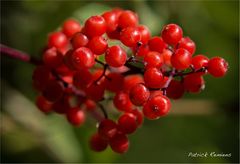 bouquet rouge