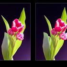 Bouquet-Tulpe (3D)