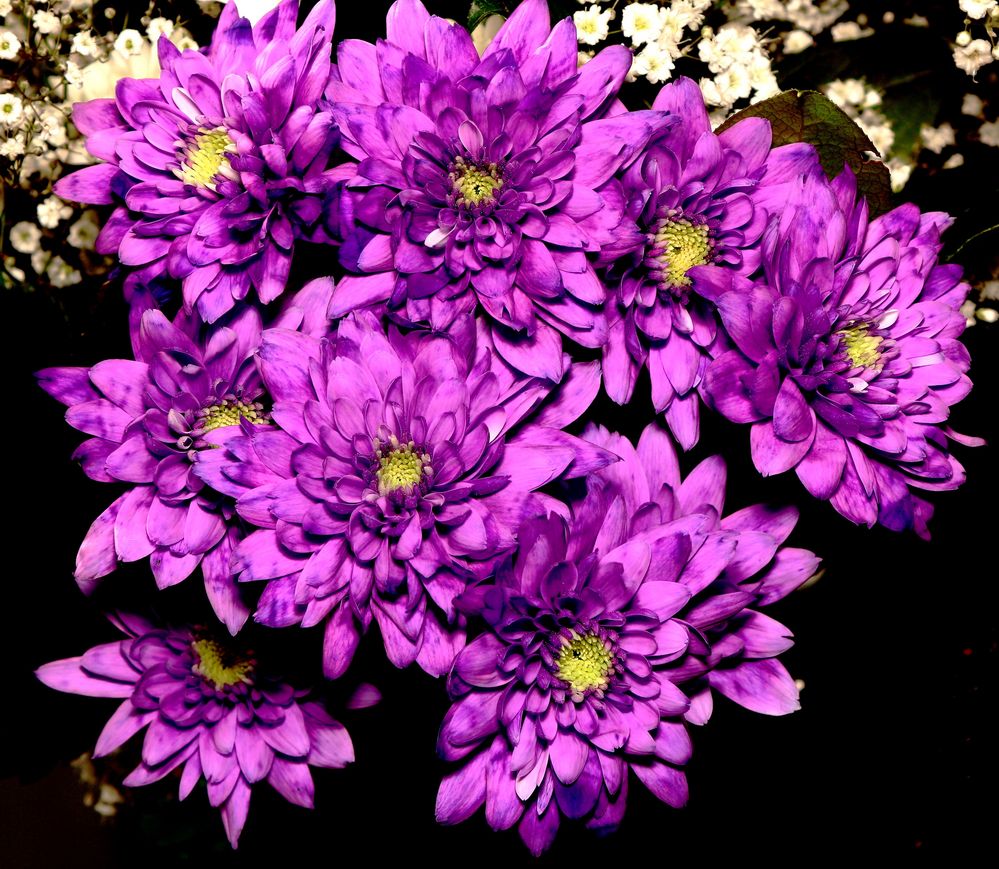 Bouquet Violet