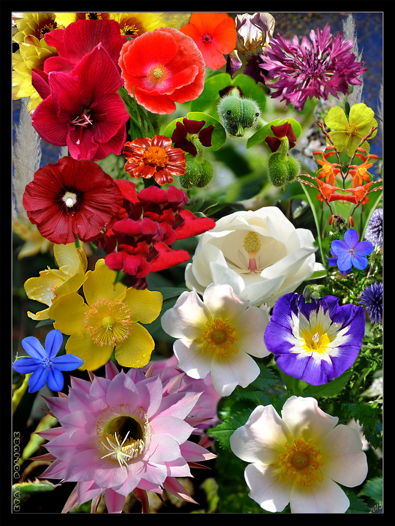 Bouquet Virtuel De Fleurs Photo Et Image Fleurs Nature Images Fotocommunity Bouquet Virtuel De Fleurs Photo Et Image Fleurs Nature Images Fotocommunity