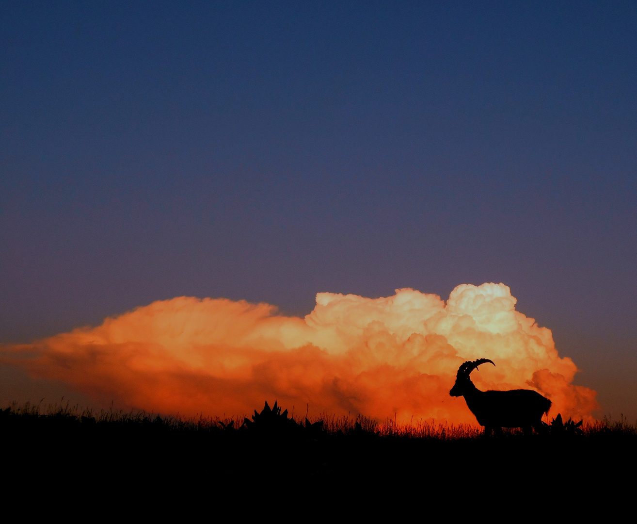 Bouquetin au couché de soleil