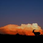 Bouquetin au couché de soleil