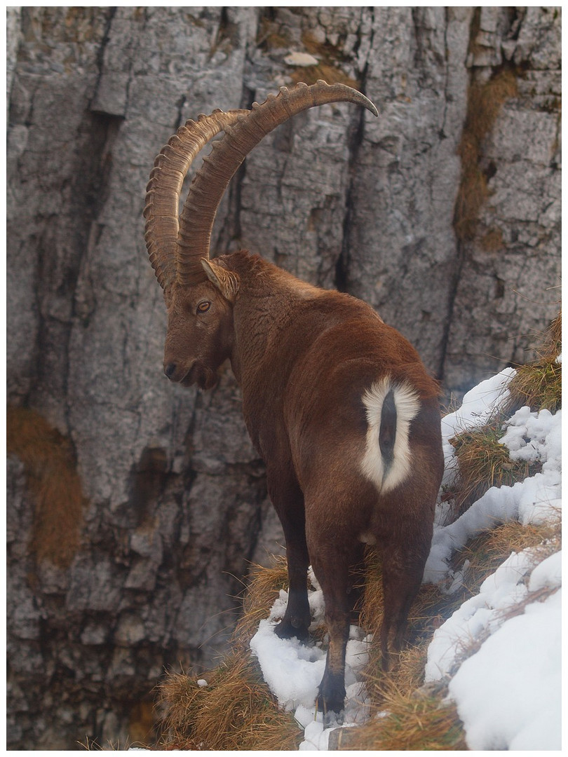 Bouquetin Creux du Van Suisse