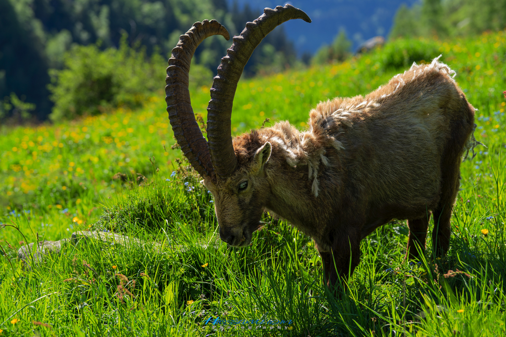 Bouquetin des Alpes