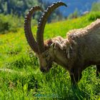 Bouquetin des Alpes