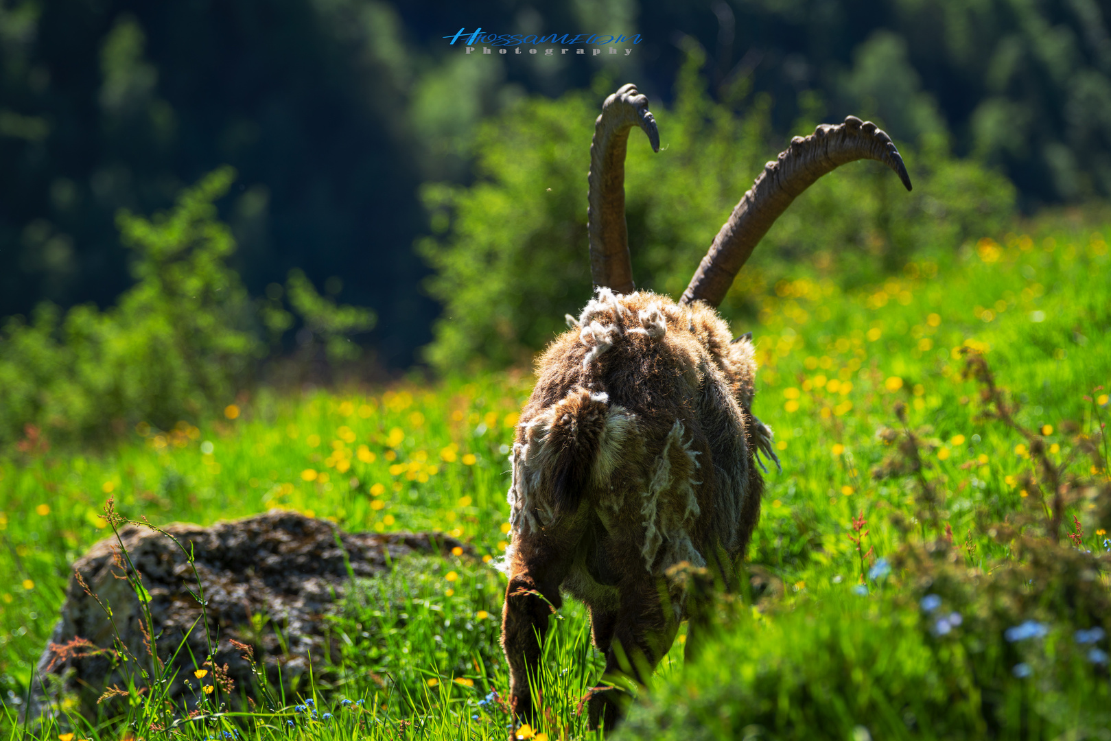 Bouquetin des Alpes