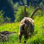 Bouquetin des Alpes