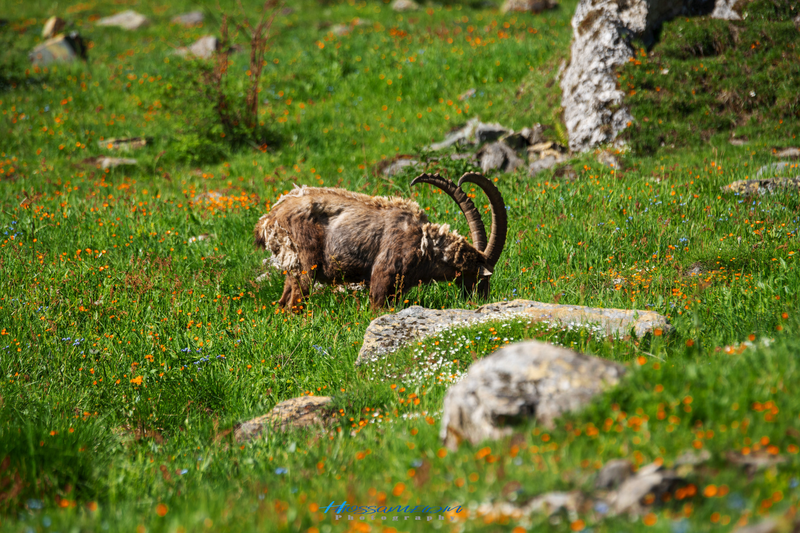 Bouquetin des Alpes - Alpine ibex