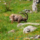 Bouquetin des Alpes - Alpine ibex