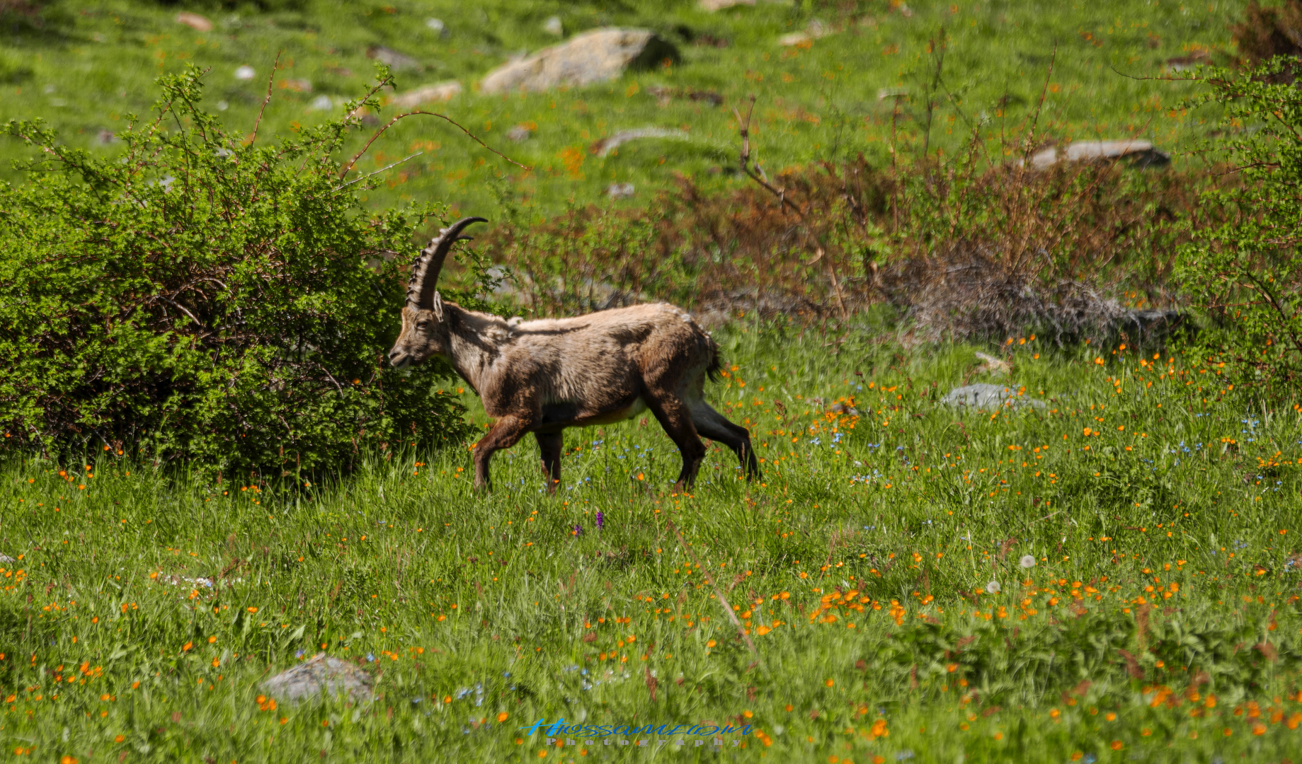 Bouquetin des Alpes - Alpine ibex