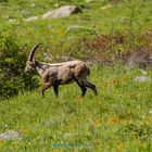 Bouquetin des Alpes - Alpine ibex