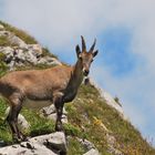 BOUQUETIN DES HAUTEUR