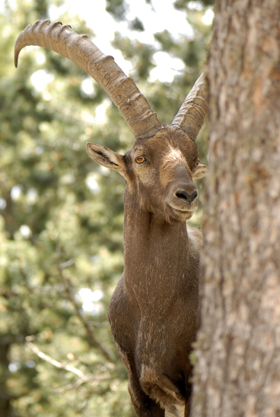 bouquetin des Pyrénées : Capra pyrenaica.