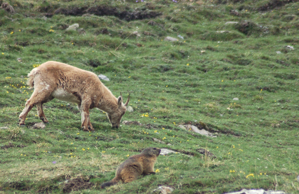 Bouquetin et marmotte