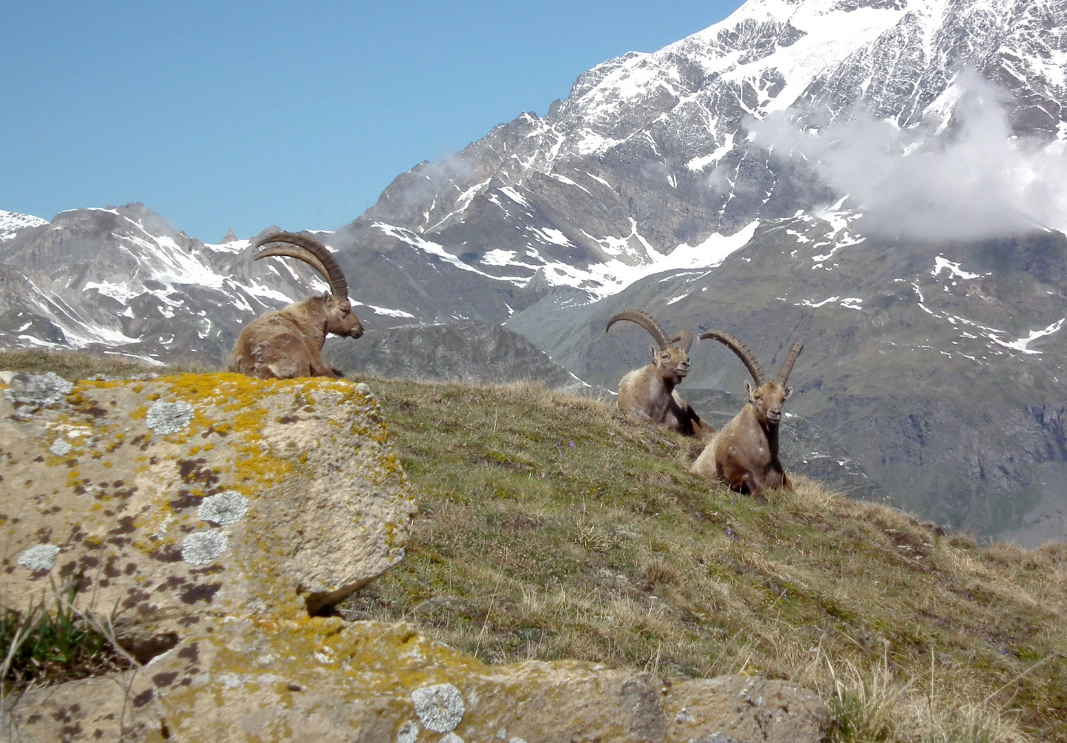 Bouquetins dans la réserve dr la Sassière (Tignes)