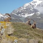 Bouquetins dans la réserve dr la Sassière (Tignes)