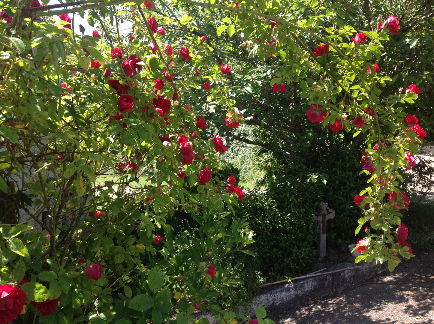 Bouquets de roses