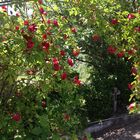 Bouquets de roses