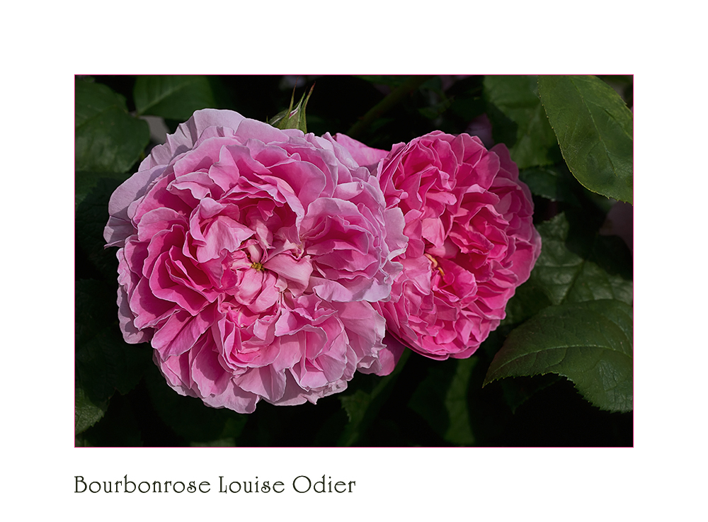 Bourbonrose "Louise Odier"....