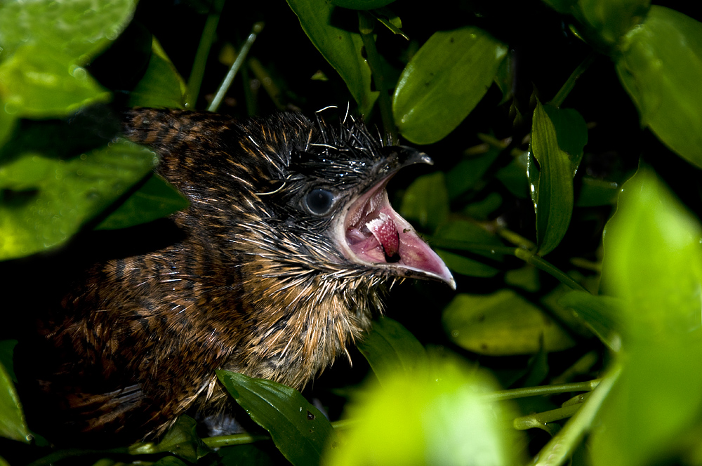 Bourchell's Coucal