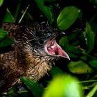 Bourchell's Coucal