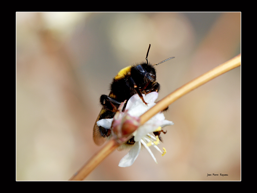 Bourdon