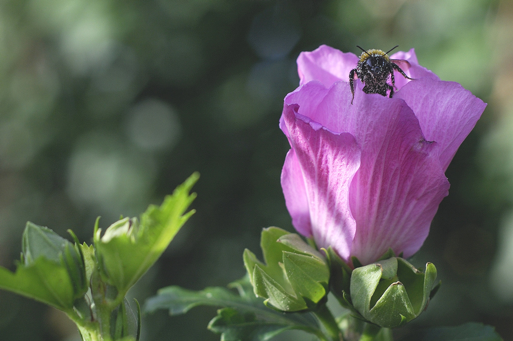 bourdon de ricardographe 