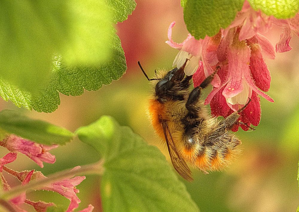 Bourdon Foto & Bild tiere, wildlife, insekten Bilder auf