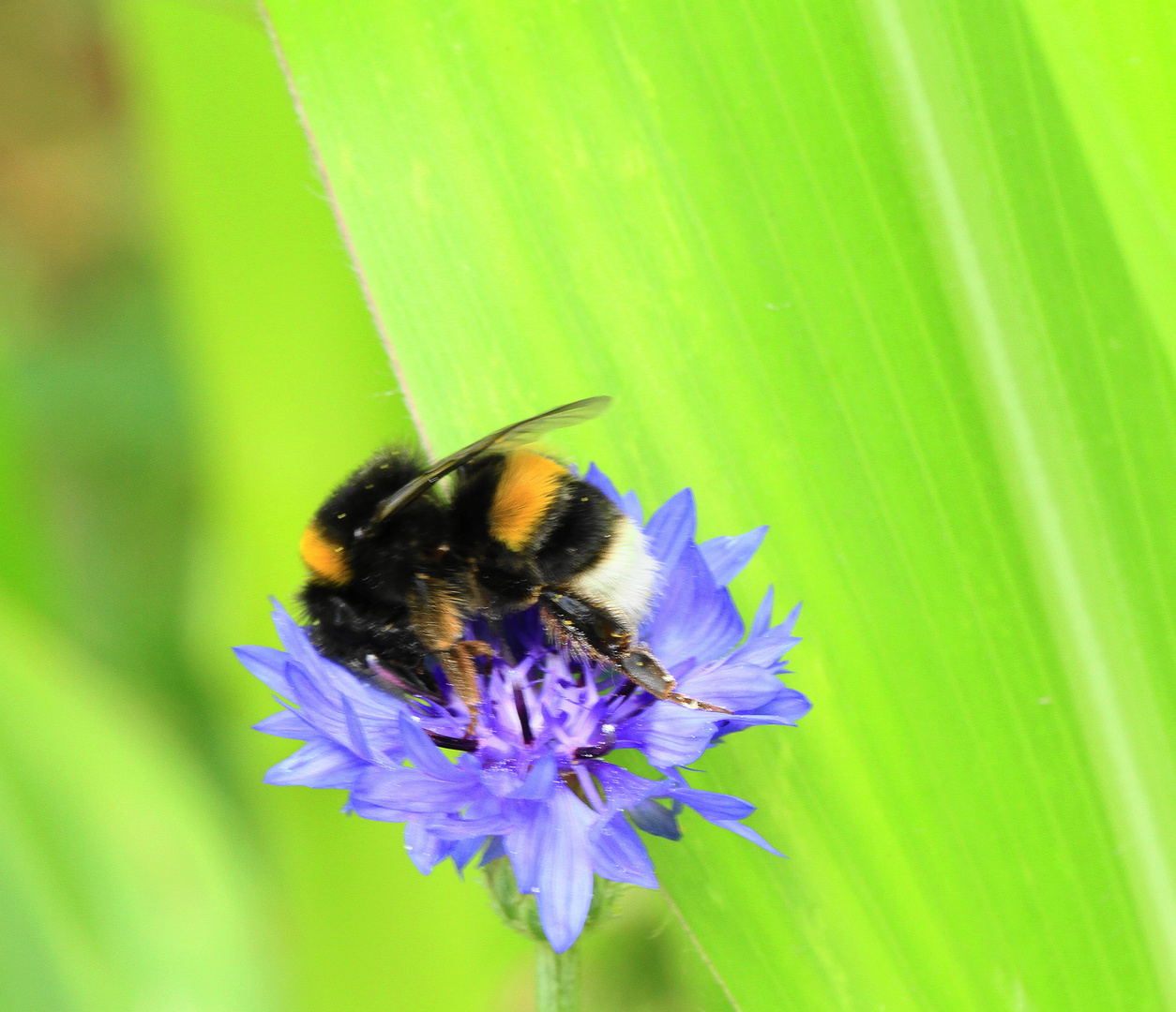 Bourdon au butinage