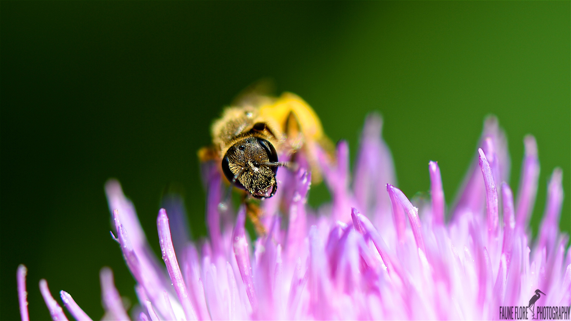 BOURDON (BOMBUS)