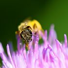 BOURDON (BOMBUS)