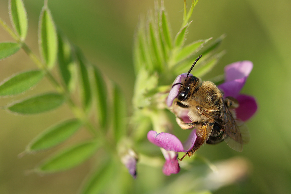 Bourdon - Bombus pratorum